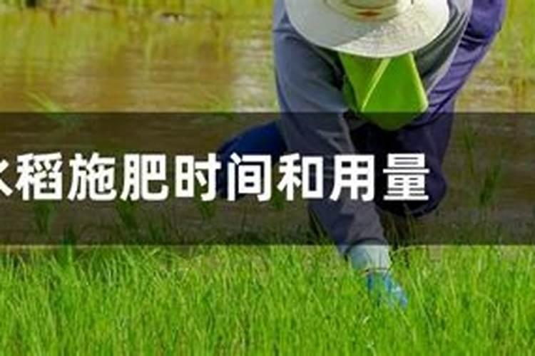梨膨果期具体的时间施肥