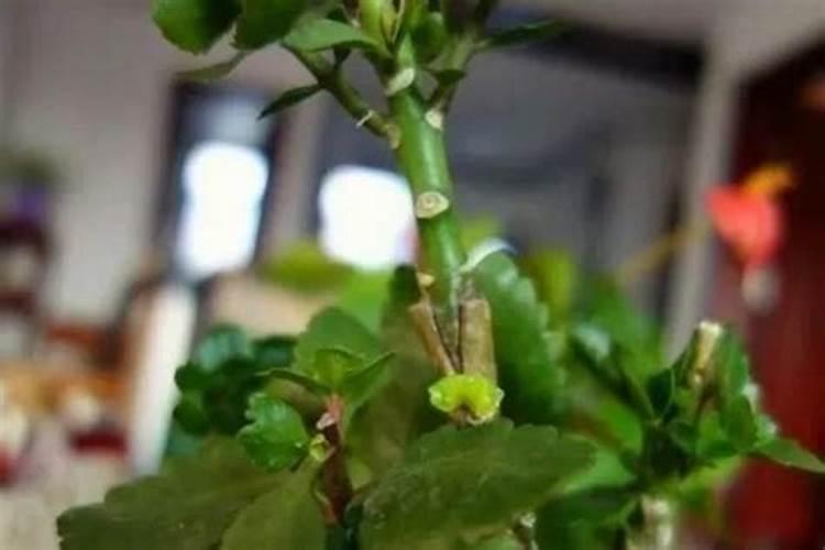 种茄子用什么肥料比较好？