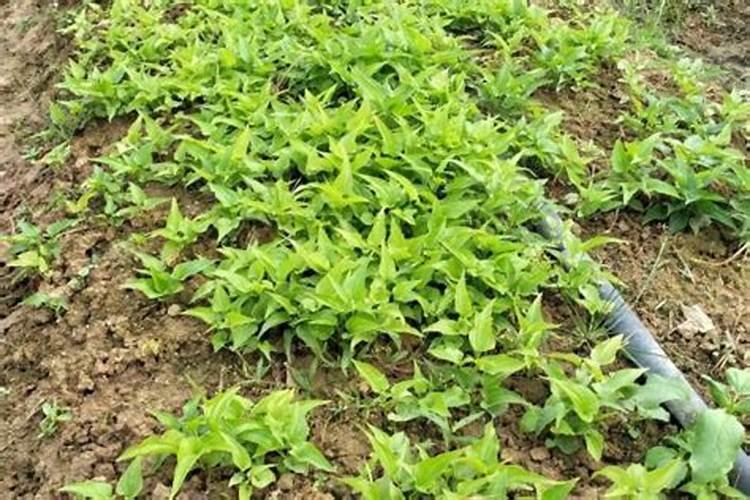 鱼蛋白草莓冲施的最佳时期