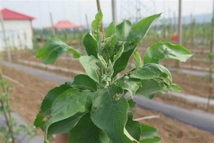 苹果树膨果期用只用高钾水溶肥可以吗？