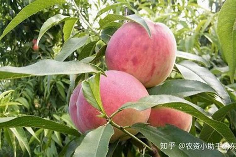 二铵肥适合什么作物