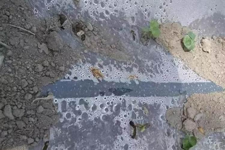 4月柑橘果树管理技术要点 柑橘花期怎么养殖