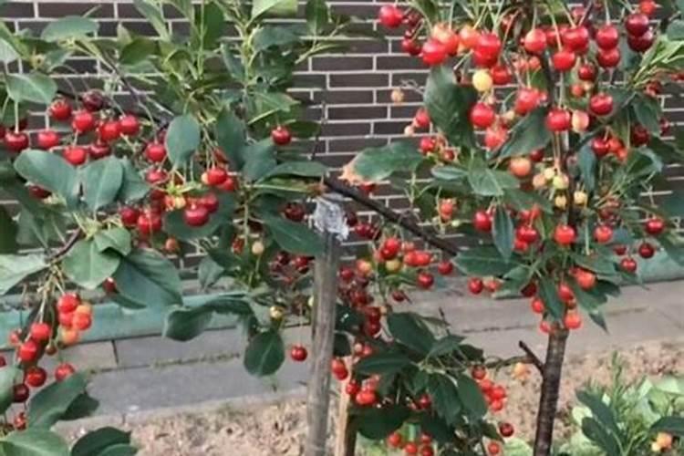 辣椒结果用什么肥料最好