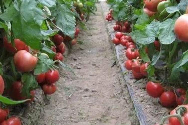 芹菜浇什么肥料好