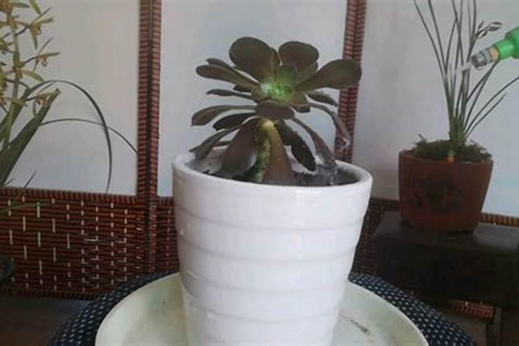 月季开花后还需要施肥吗