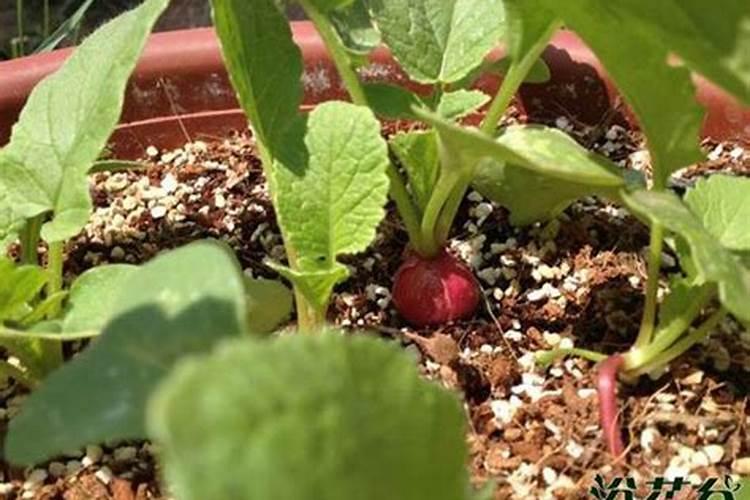 AZF是喷浆造粒还是氨化造粒