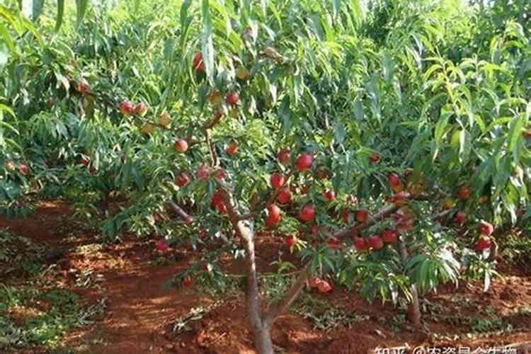 茶花已经开花了怎样浇水施肥？