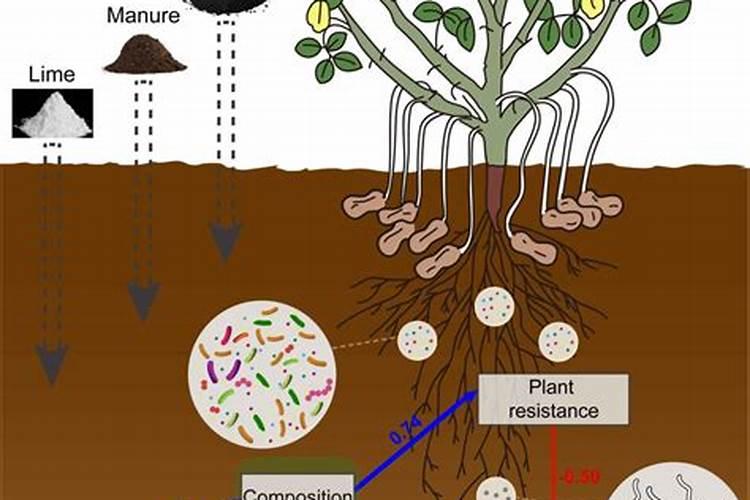 粮王k1玉米种子简介