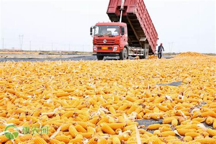 蔬菜用什么水溶肥好？