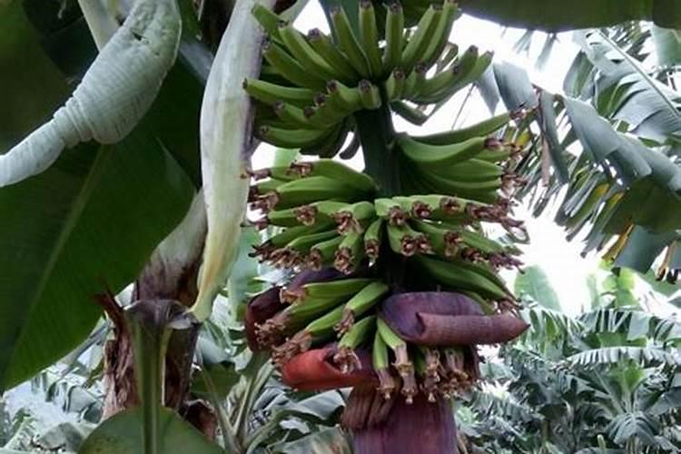 香蕉挂果的时候用什么肥料最好？