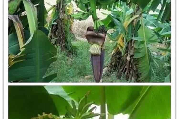 香蕉抽蕾后怎么施肥