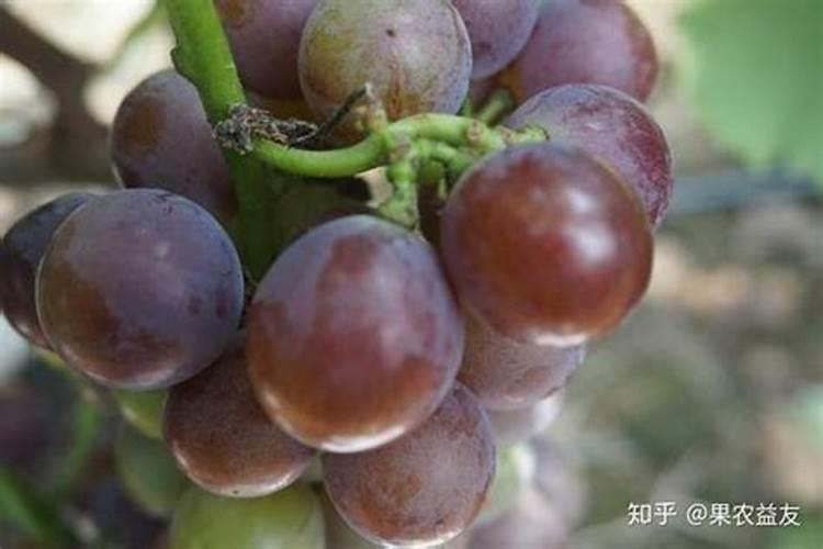 葡萄转色期用高磷肥能行不