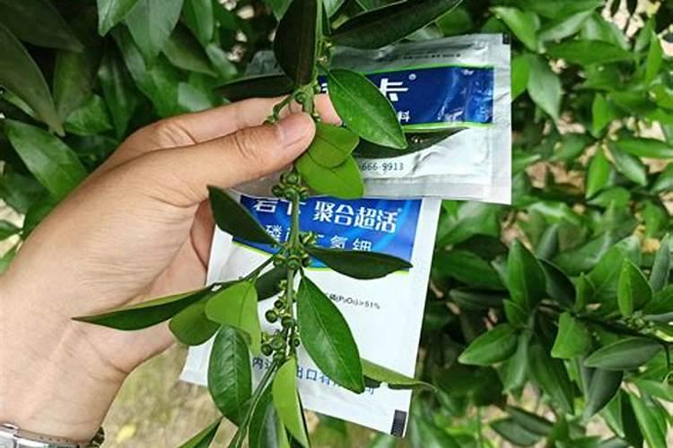 花卉叶面肥用什么好