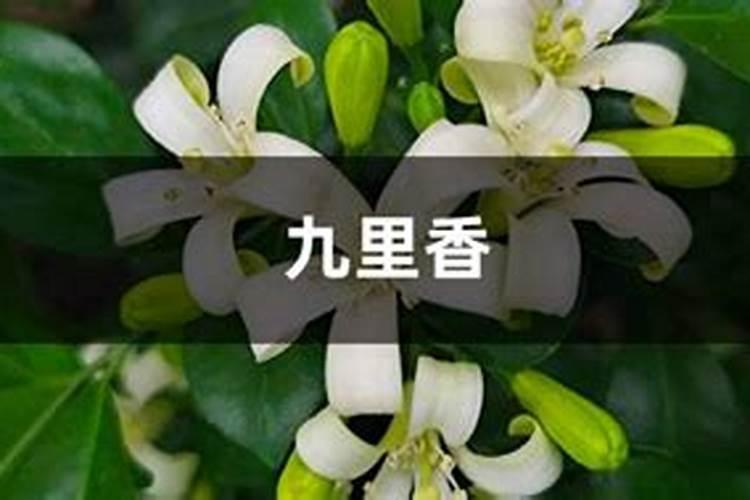 九里香九里香最好的肥料是什么怎么施？