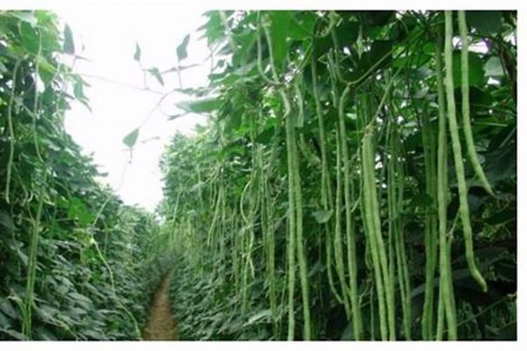 果树上什么肥料最好 果树专用肥有哪几种