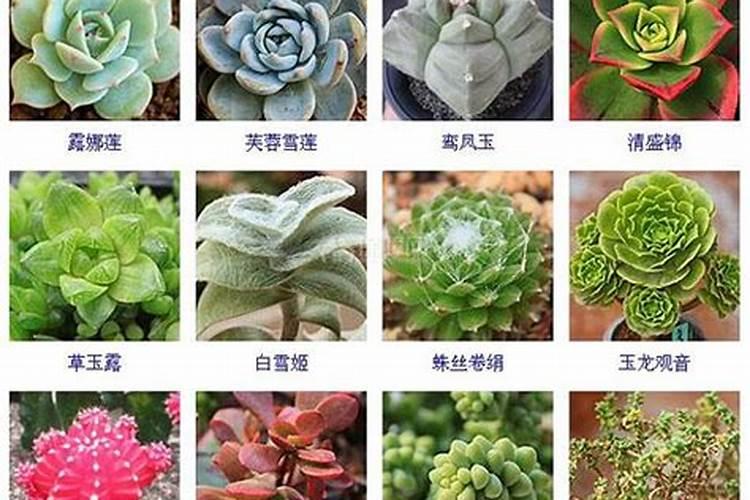九尾狐施高钾肥好吗