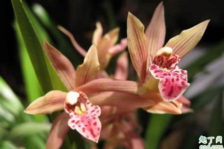 盆栽月季花要施什么肥,一般什么时候施肥？