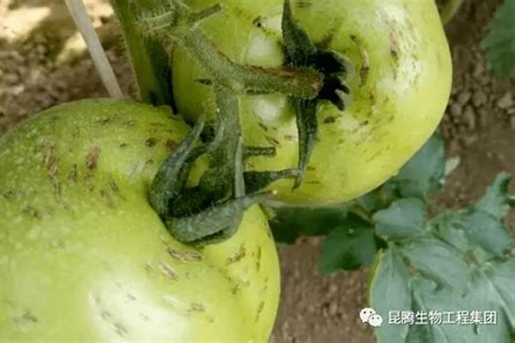 兰花9月份能换盆吗 兰花换盆需要注意什么