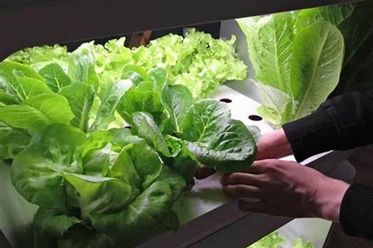 营养液的正确使用方法浇花