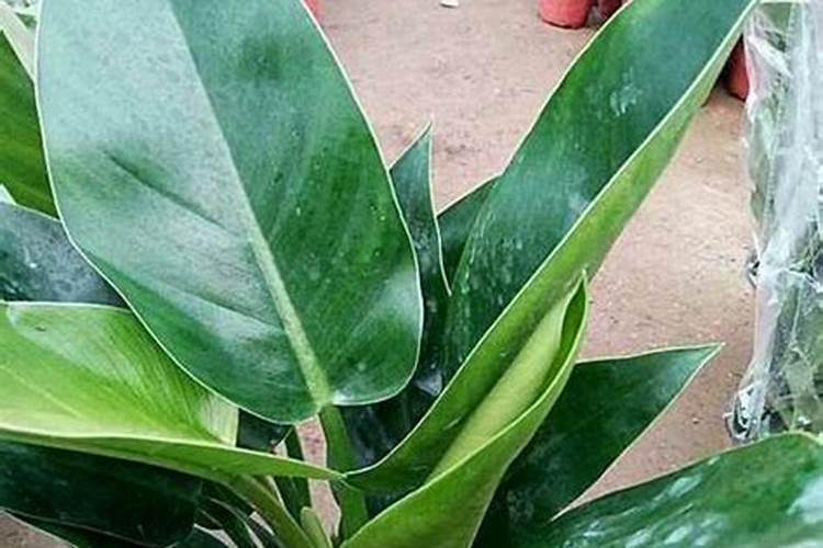 绿钻的养殖方法和注意事项