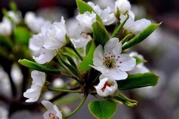 梨树保花保果用那些肥料好？梨树膨大期用什么肥料产量高？