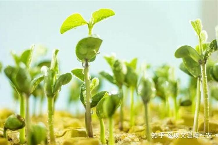 朱顶红能用黄豆做底肥吗？