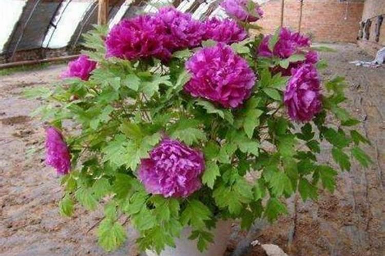 牡丹施肥用什么肥料合适 种植牡丹花四大高效肥料
