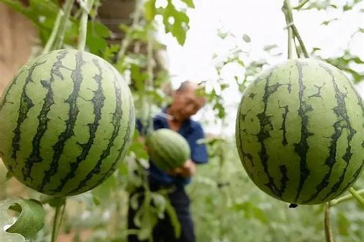 自制兰花叶面肥