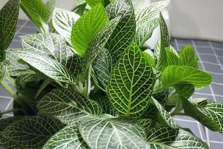 磷酸二氢钾和尿素怎么配