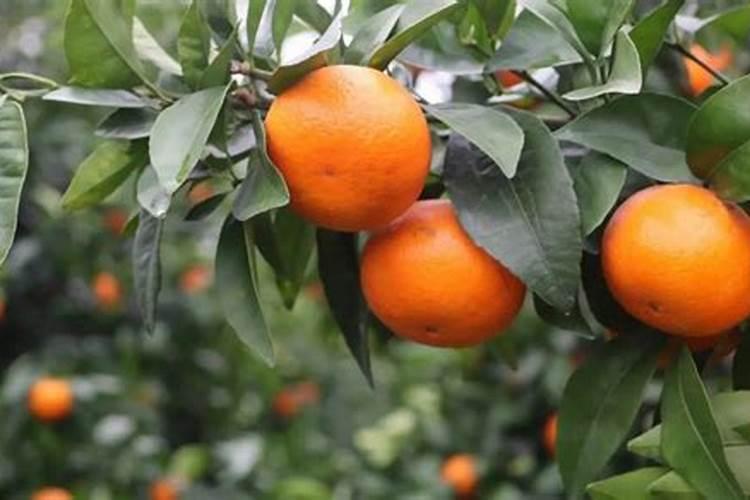 氮磷钾肥有什么作用