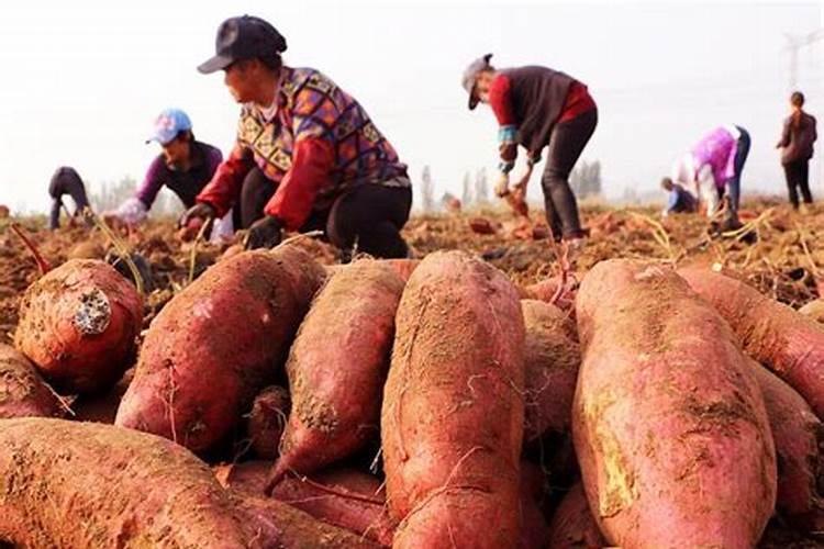 种野地瓜施什么肥