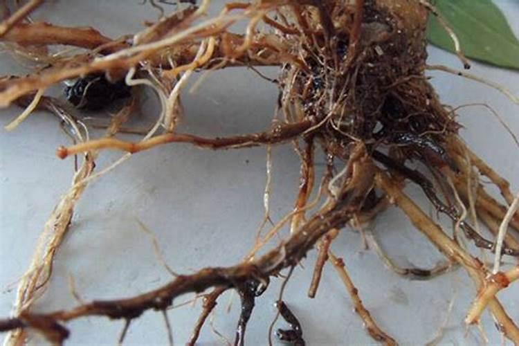 海藻精对植物的作用(肥料海藻精使农作物提早成熟提高产量)