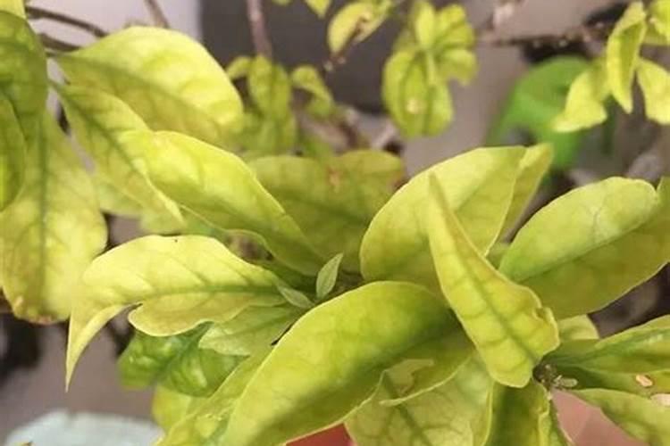 使用海澡精多少天生根