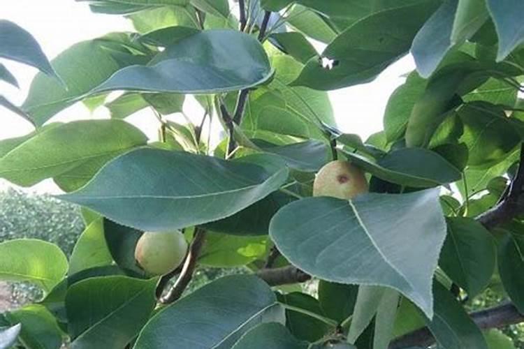 玉米施一次性肥还用追肥吗(玉米怎么追肥能增产)