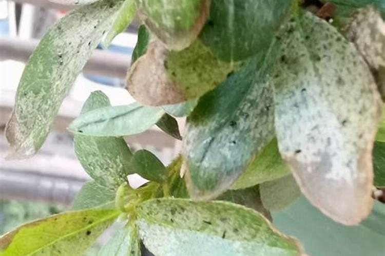 水果皮做花肥的最简单制作方法 怎样用水果皮做花肥