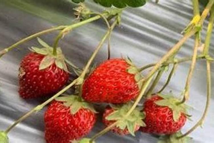 草莓苗种植多久能施肥草莓苗什么时候施肥