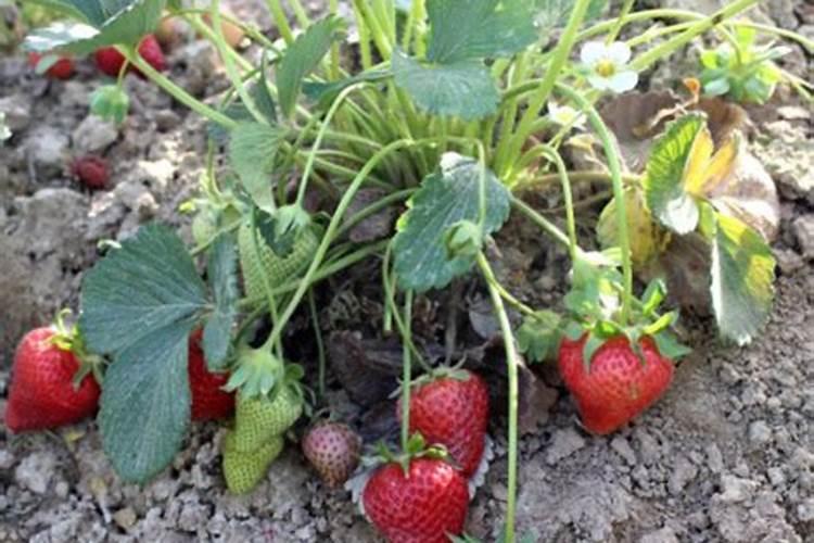 黄腐酸钾最佳使用方法