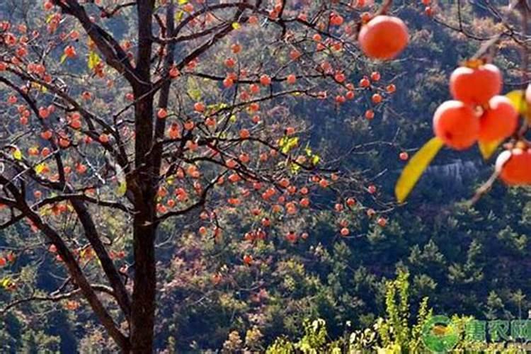 生姜第一次追肥追什么肥好