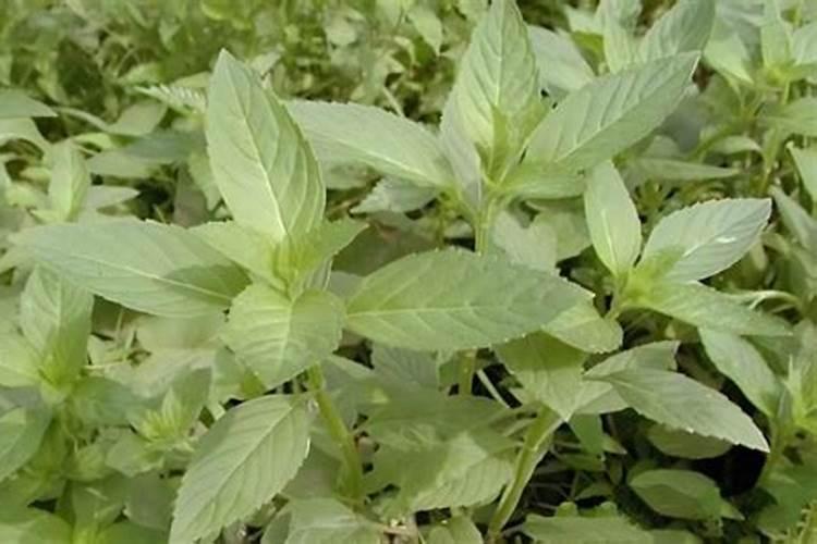 钾肥能撒在表面上吗