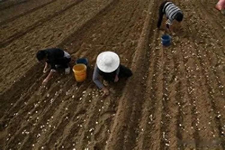 碳肥是什么肥料