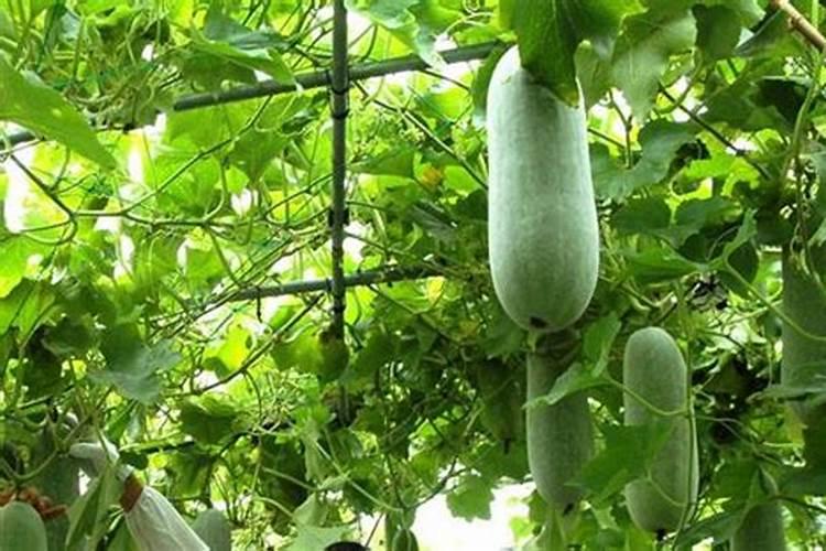 矿源黄腐酸钾和腐植酸的区别