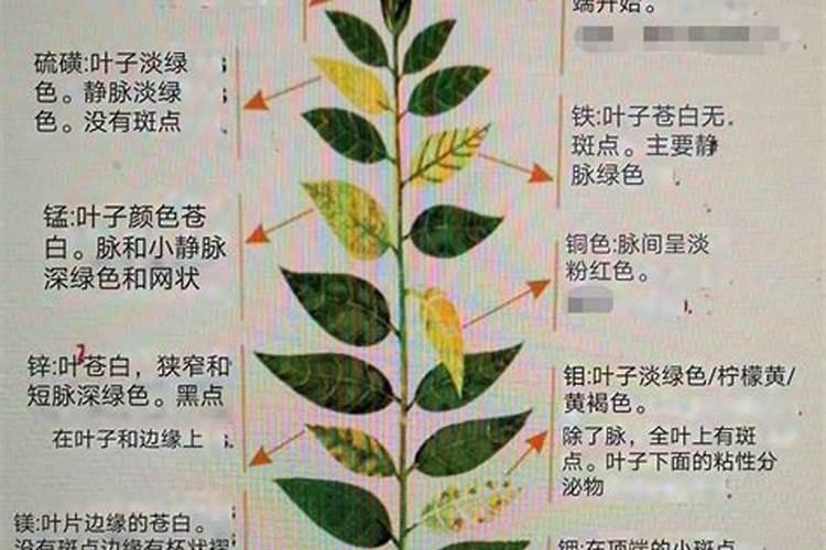 果树不用氮磷钾大量元素化学肥料,可不可以产出好吃的果实？