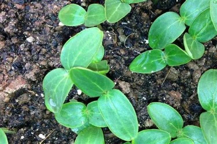 大白菜不长心什么原因？