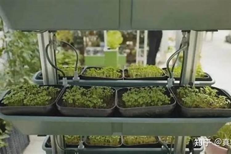 白菜不包心的原因是什么 养殖白菜应该注意什么