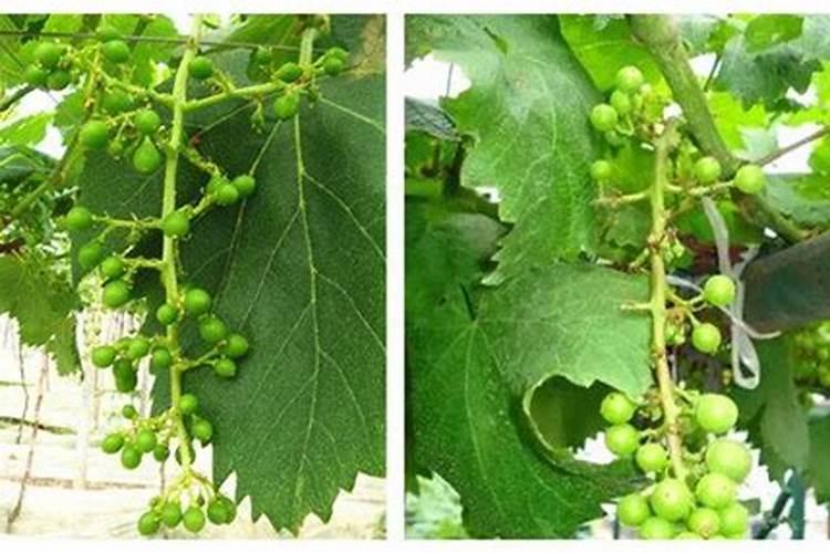 铵态氮肥和氮肥有什么区别？