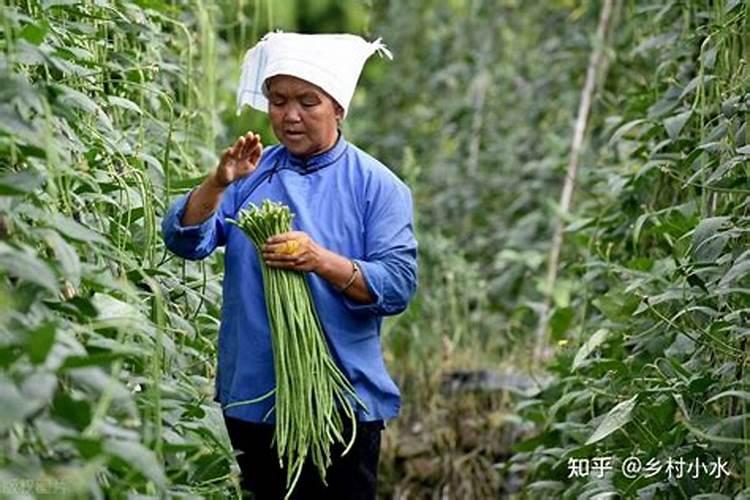 月季花浇水可以喷在叶子上吗月季花可以喷水在叶子和花上面吗