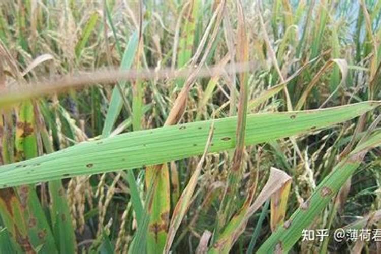 水稻,稻瘟病的病害循环及防治要点