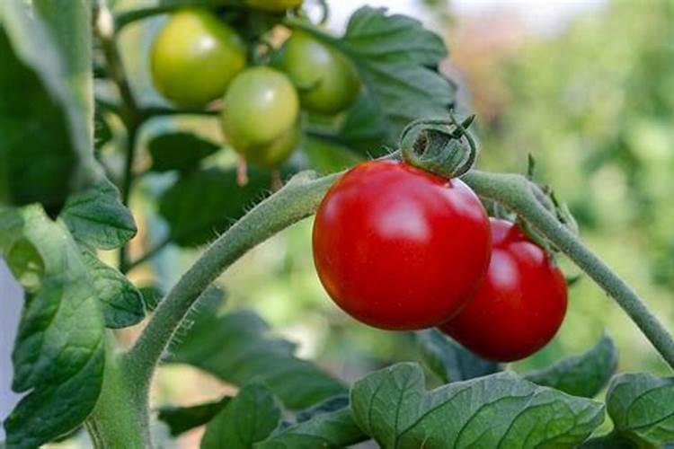 西红柿定植怎么施肥？西红柿苗期定植怎样才能生根好？