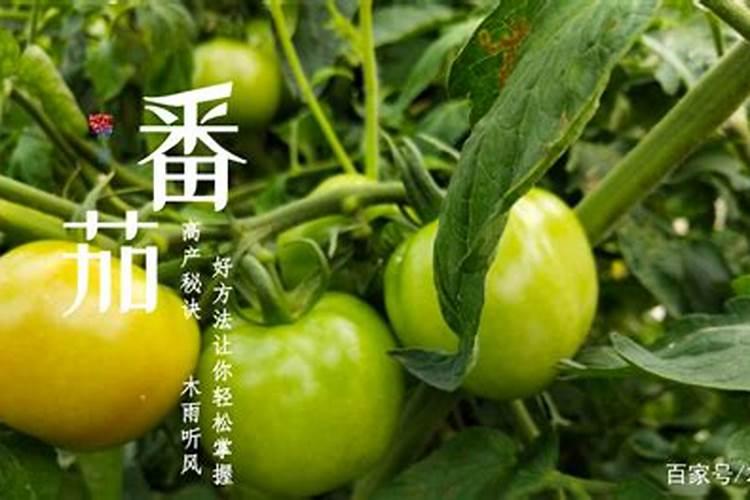 西红柿苗子化肥太多烧根了怎么办