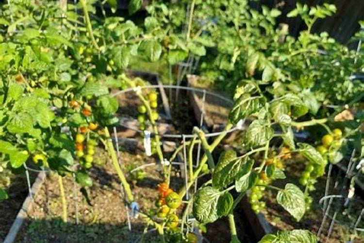 玊米种子和复合肥能一起播种吗